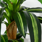 Planta Artificial Decorativa Dracaena com Pote Árvore Sintética 66 Folhas para Jardim Varanda Escritório Sala Ø20x160 cm Verde — foto 6