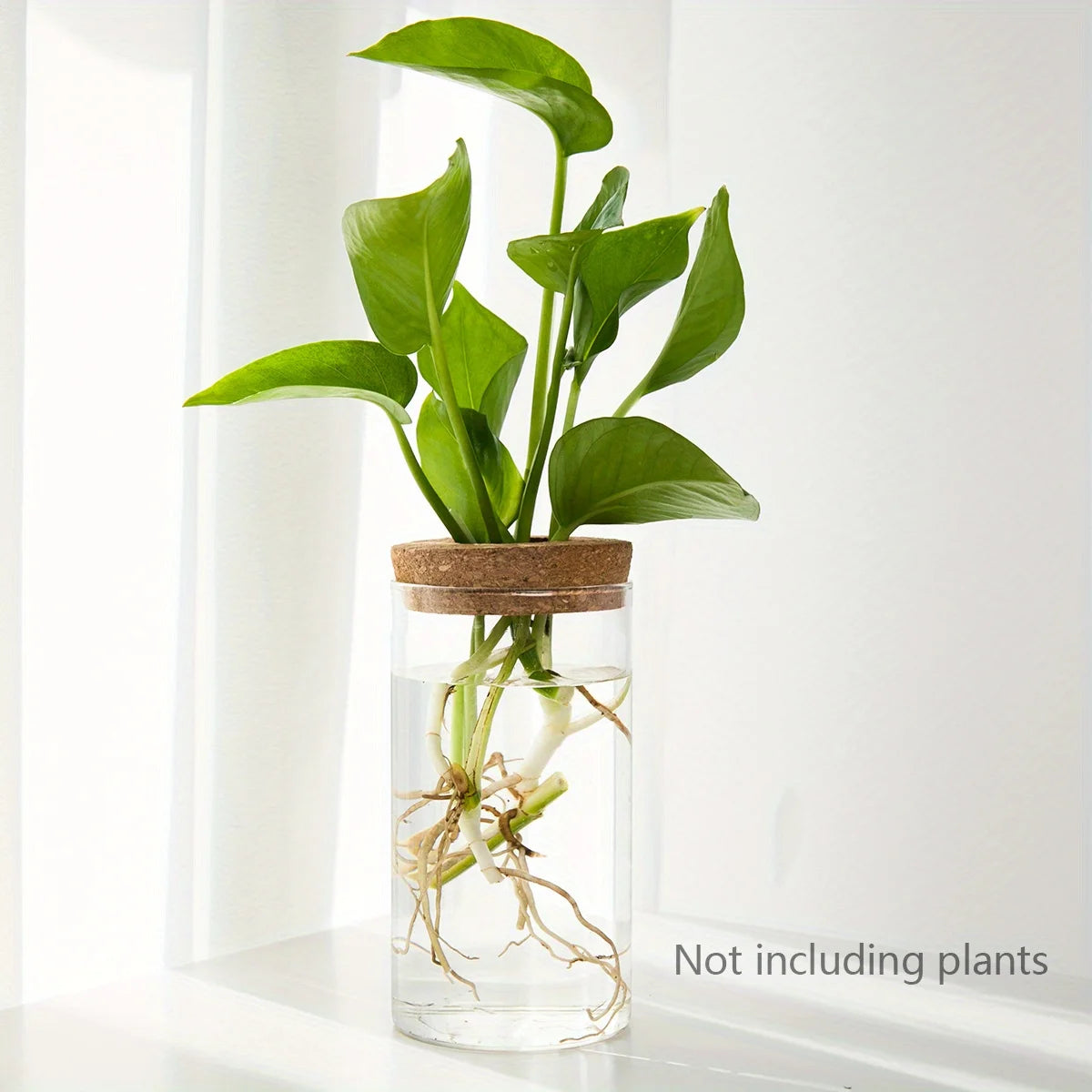 Vaso de vidro de mesa de plantas hidropônicas para decoração de casa - 6.5X12CM 2.56inX4.72 — foto 2
