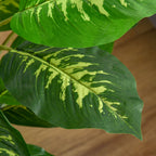 Planta Artificial Aglaonema Planta Sintética de 95cm com 42 Folhas e Vaso de Cimento Decoração para Casa Escritório e Exterior Verde — foto 9