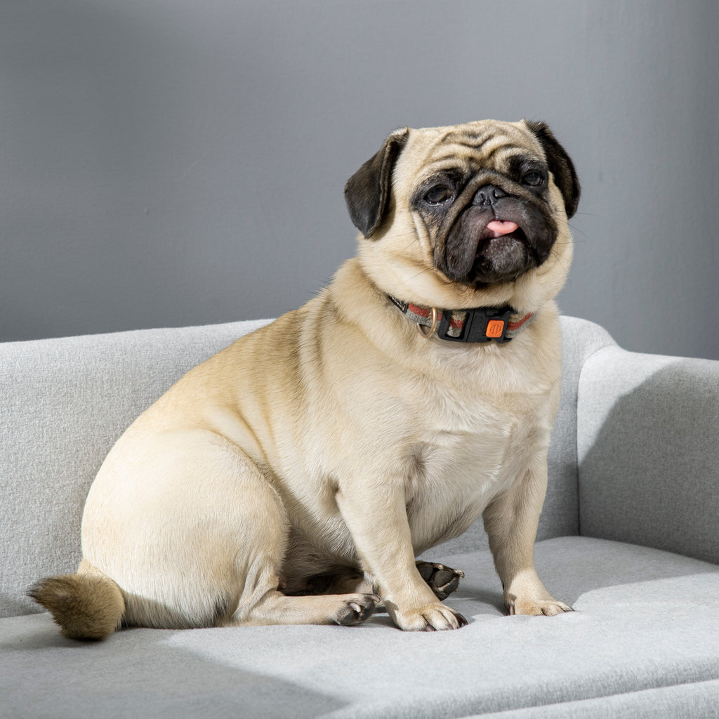 Sofá para Cães Médios Cama Elevada para Cães com Pernas de Madeira Cama para Animais de Estimação Capacidade 20 kg 82x54x36 cm Cinzento — foto 8