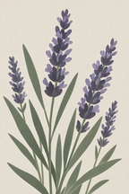 Lavanda · Minimalista · Quadro botânico — botanica-lavanda-minimal_ver