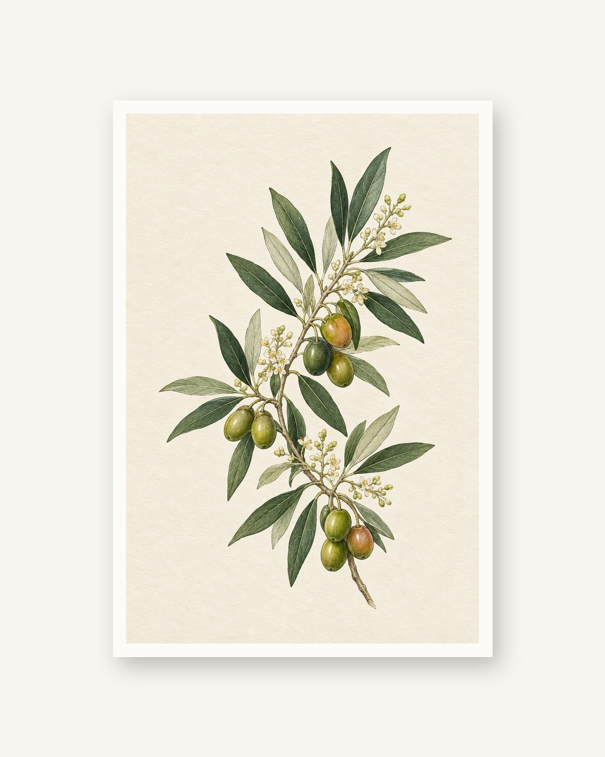 Oliveira · Quadro botânico — acabamento:poster