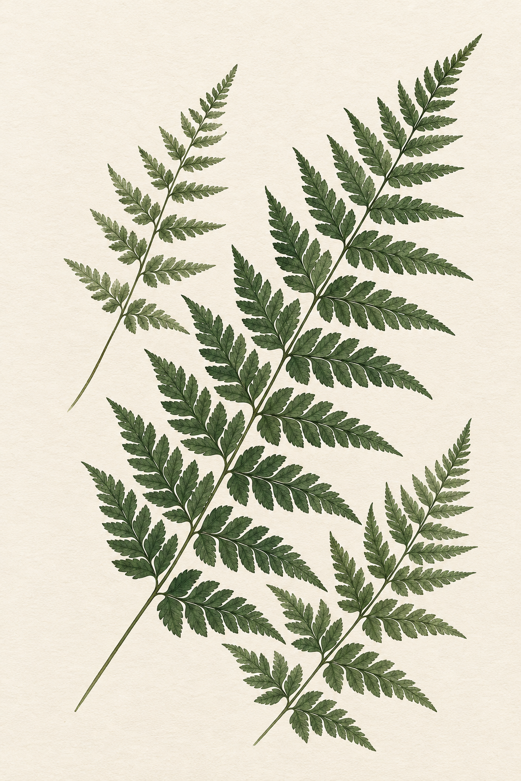 Feto · Quadro botânico — botanico-04_ver