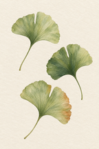 Ginkgo · Quadro botânico — botanico-07_ver