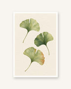 Ginkgo · Quadro botânico — acabamento:poster