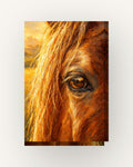 Olhar · Pintura a óleo · Quadro de cavalos — acabamento:slim